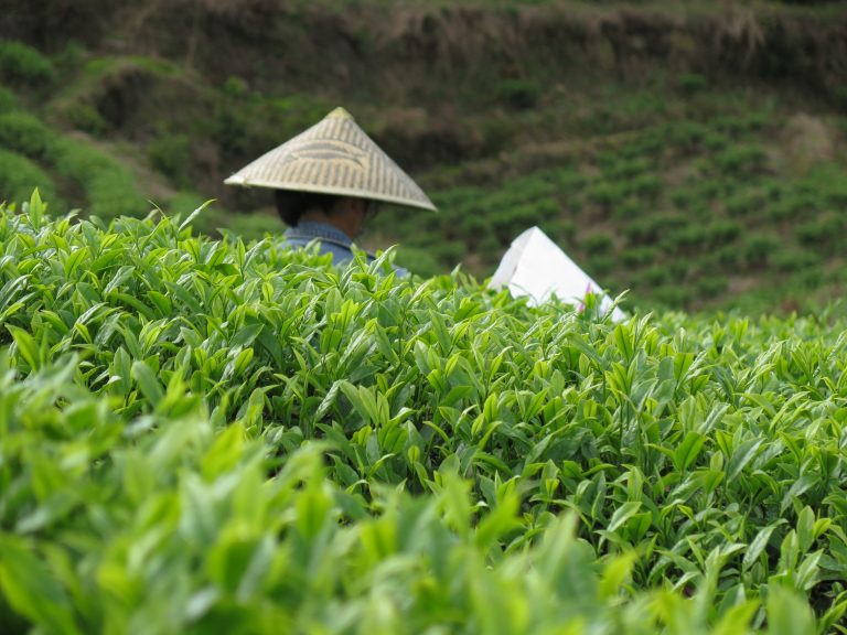 katrin Rougeventre, l'empire du thé, teasane, théier, plantations, thé de Chine